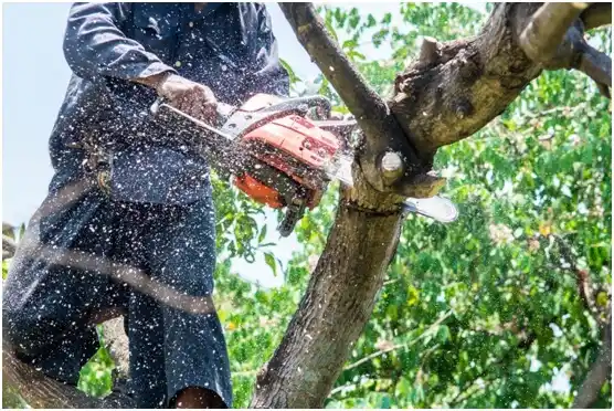tree services Whitelaw